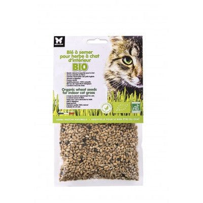Quelles graines semer pour obtenir de l'herbe à chat ?