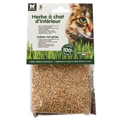 Herbe à chat blé : bio, pot d.10.5cm